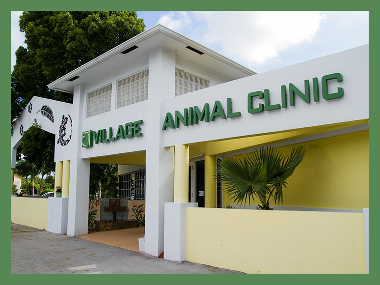 Village Animal Clinic | North Palm Beach Veterinarians